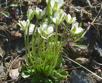 Parnassia kotzebuei