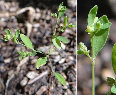 Paronychia canadensis