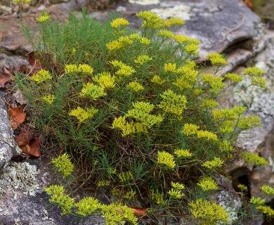 Paronychia virginica