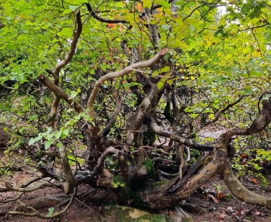 Parrotia persica