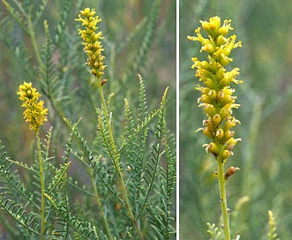 Parryella filifolia