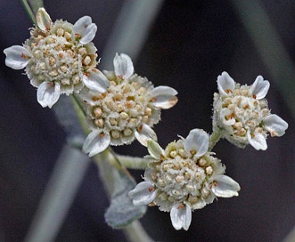 Parthenium incanum