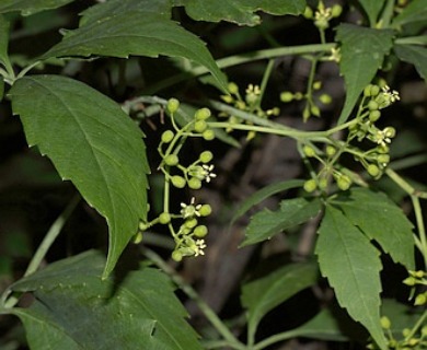 Parthenocissus inserta