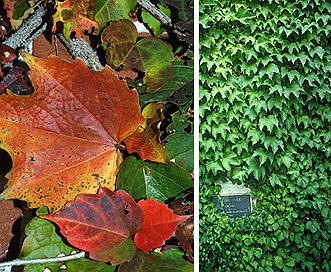 Parthenocissus tricuspidata