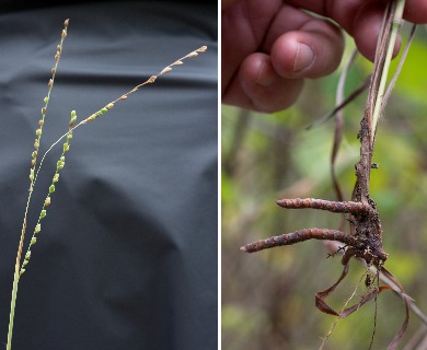 Paspalum bifidum