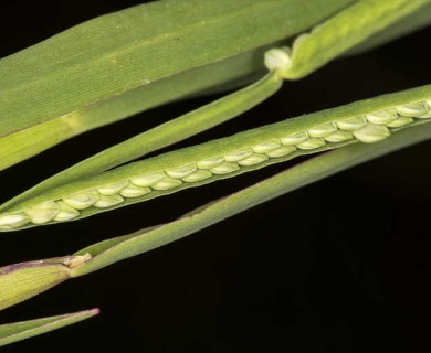 Paspalum dissectum