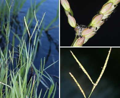 Paspalum distichum