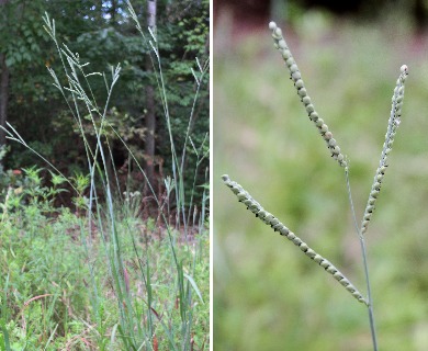 Paspalum floridanum