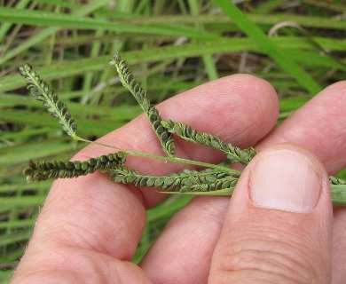 Paspalum plicatulum