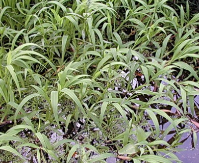 Paspalum repens