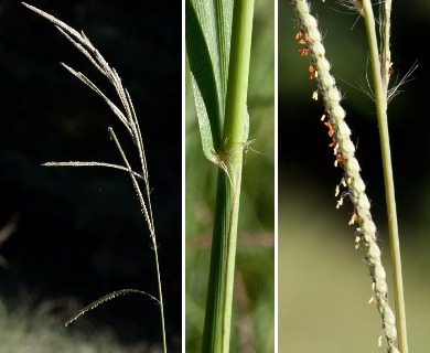 Paspalum urvillei