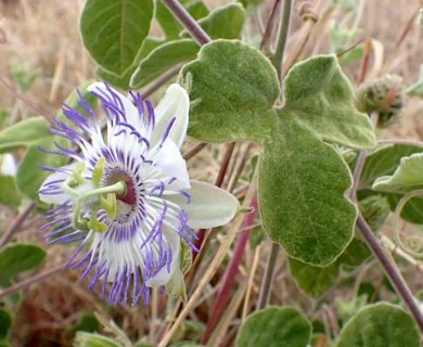 Passiflora arida