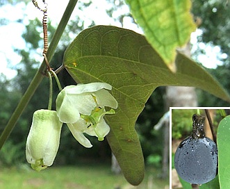 Passiflora biflora