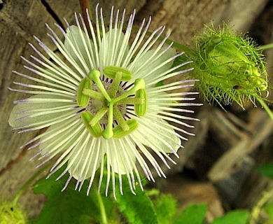 Passiflora foetida