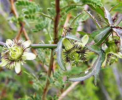 Passiflora tenuiloba