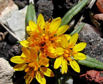 Pectis angustifolia