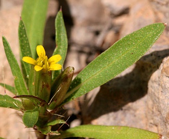 Pectis prostrata