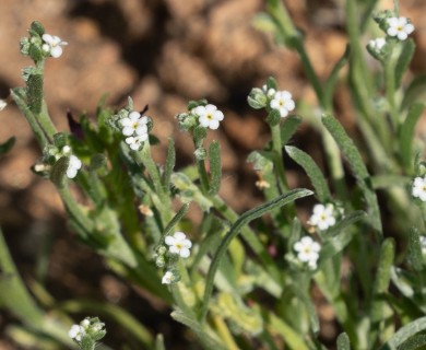 Pectocarya anisocarpa