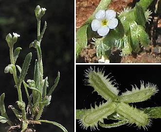 Pectocarya linearis