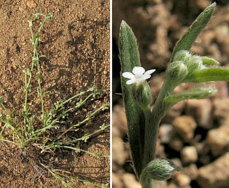 Pectocarya penicillata