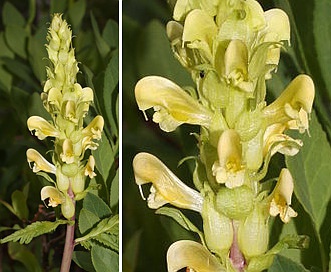 Pedicularis bracteosa