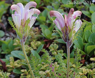 Pedicularis capitata