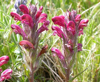 Pedicularis cystopteridifolia