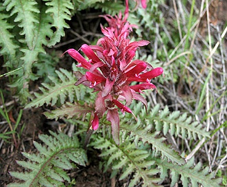 Pedicularis densiflora