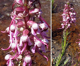 Pedicularis groenlandica