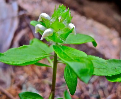 Pedicularis howellii