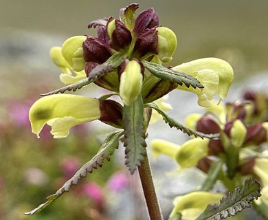 Pedicularis lapponica