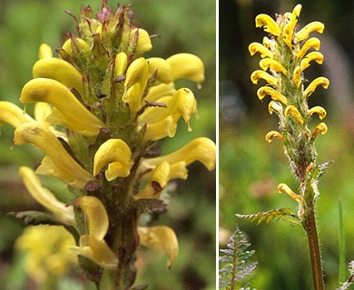 Pedicularis rainierensis