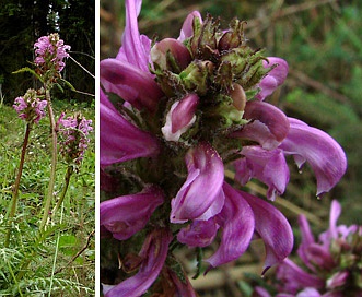 Pedicularis sudetica