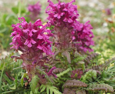 Pedicularis verticillata