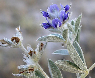 Pediomelum argophyllum