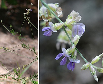 Pediomelum digitatum