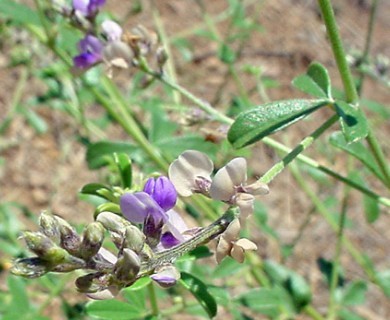 Pediomelum tenuiflorum