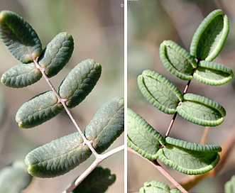 Pellaea andromedifolia