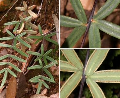 Pellaea ternifolia