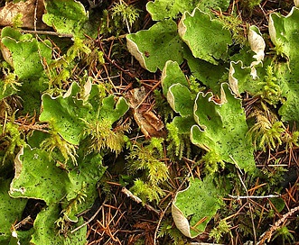 Peltigera aphthosa