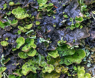 Peltigera britannica