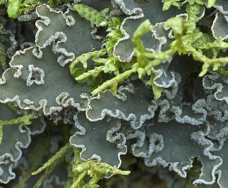 Peltigera collina