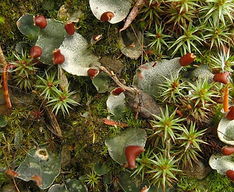 Peltigera didactyla