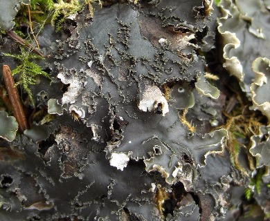 Peltigera elisabethae