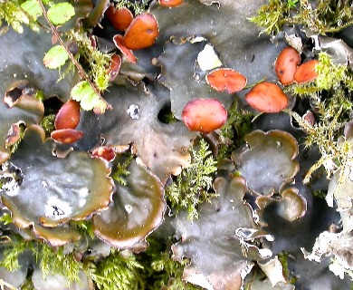 Peltigera horizontalis