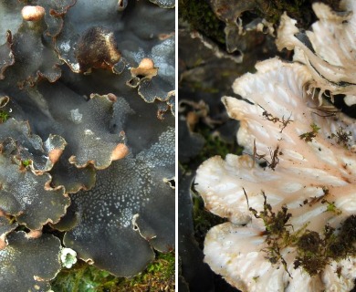 Peltigera ponojensis