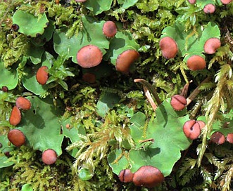 Peltigera venosa