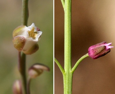 Pennellia micrantha