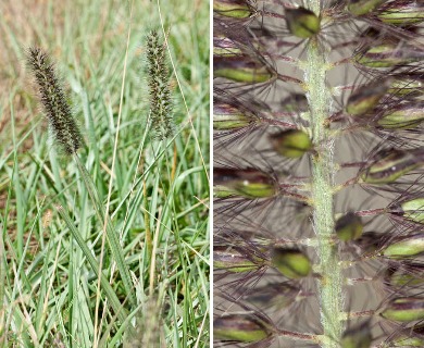 Pennisetum alopecuroides