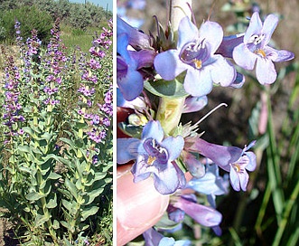 Penstemon acuminatus